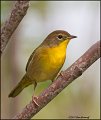 _1SB0549 common yellowthroat 1st year male